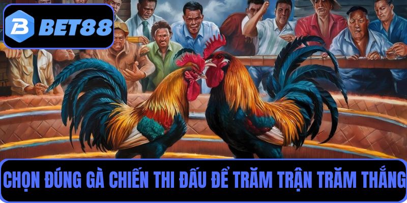 Chọn đúng gà chiến tham gia thi đấu để trăm trận trăm thắng