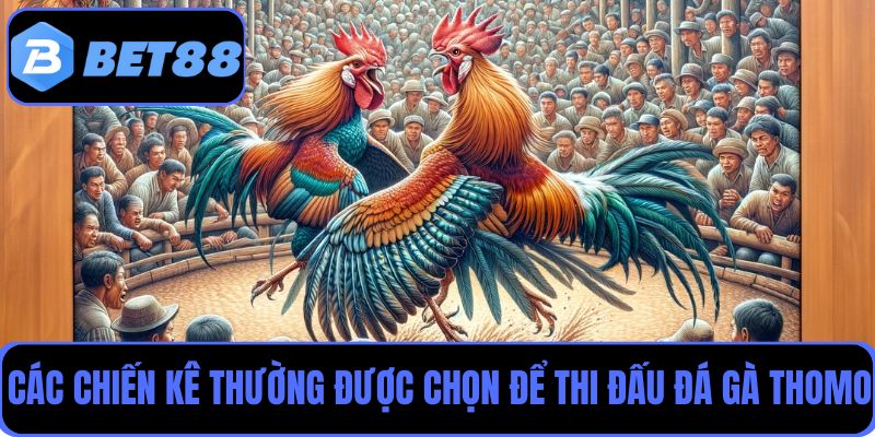 Khám phá về các giống gà chiến thường được chọn để thi đấu đá gà Thomo