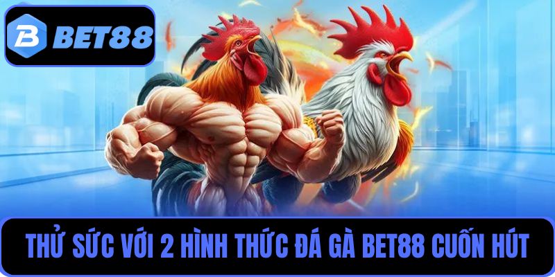 Thử sức với 2 hình thức đá gà Bet88 cuốn hút, thưởng xanh chín
