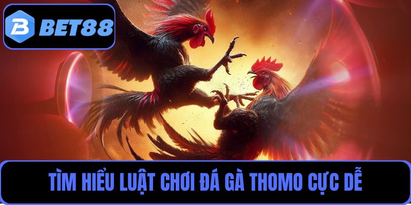 Tìm hiểu luật chơi đá gà Thomo cực dễ cho người mới tham gia
