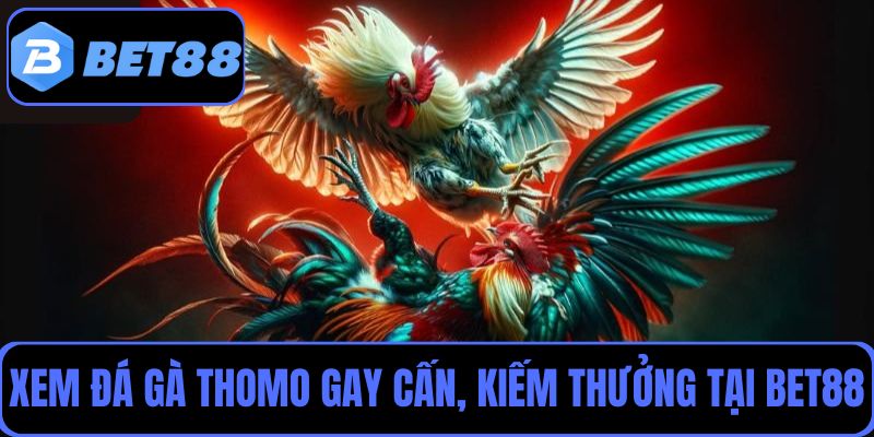 Vừa xem đá gà Thomo gay cấn vừa kiếm thưởng dễ dàng tại Bet88