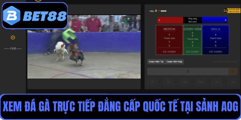 Xem đá gà trực tiếp đẳng cấp quốc tế tại sảnh AOG, đặt cược liền tay